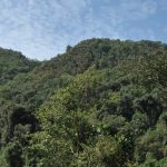 Nyungwe Nationan Park -Rainforest and Its Significance