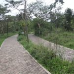 Le Rwanda lance des initiatives ambitieuses pour le marché du carbone